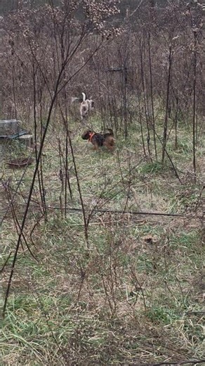Training Grounds for Beagle Hounds #howtotrackarabbit #beaglecrew #puppy #hunting