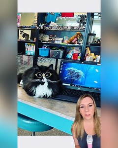 262K views · 27K reactions | This chicken NEEDS BOOTS to walk. Do you know why? #animals #thedodo #chicken #GoodNews #goodvibes | That Good News Girl | Facebook