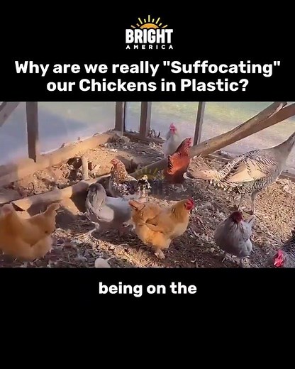 Why are we really "Suffocating" our Chickens in Plastic?