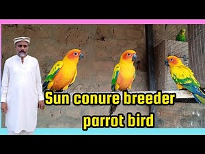 Sun conure beautiful breeder parrot birds eting sun flower good talking and dancing parrot birds.