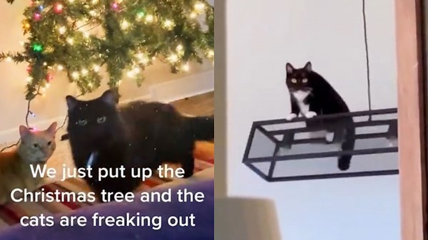 Playful Animals at Their Best Bringing Joy