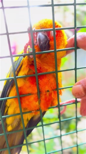 #birds #sun conure cuddling time