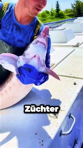Was passiert mit Stören nach der Kaviarernte 🐟