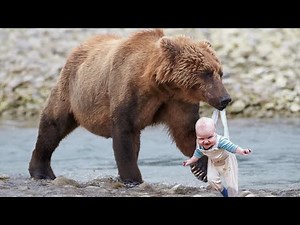 Funny Bears Compilation - Funniest Bear Moments No.1 | Swanky Bear