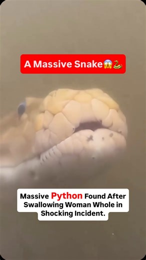 Factopedia on Instagram: "Massive Python Found After Swallowing Woman Whole in Shocking Incident In a horrifying incident, a massive python reportedly swallowed a woman whole in a rural area. Locals grew suspicious after she went missing and later discovered the bloated snake nearby. Forest officials and rescue teams recovered the remains and warned villagers to stay alert, as sightings of large snakes have increased in the region. #SnakeAttack #WildlifeTragedy #Python #ShockingNews #NatureAlert