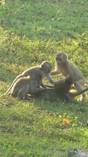 Short-tail and Long-tail Monkey playing🐒💕🐒 #Shorts #ViralVideo #Trending #MonkeyShorts