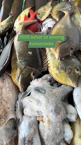 2500 sa 6 na oras na sisidan dina logi | Jef Adventures
