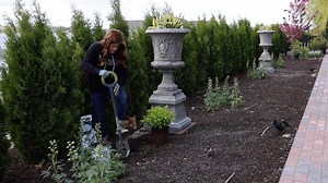 160K views · 7K reactions | Planting a Glow Girl Spirea in the Moon...