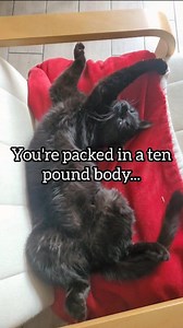 8.5M views · 198K reactions | Gotta eat 路 . . . #cat #catsofinstagram #catlover #catoftheday #meow #cats #blackcatsofinstagram #catstagram #longhaire #explorepageready #catsonamps #fblifestyle #metalcats #ねこ #animals #instakitty #minipanther #blackcatsofig #catofinstagram #fluffy #kittylove #instapet #gato #animal #catslife #gatos #fluffycat #кот #metalcats #instacats | Confucius.ninja.kitten | Facebook