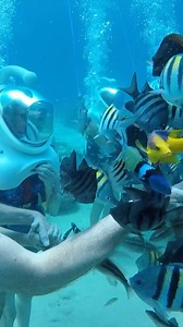 Calling all spring breakers!! Book your TREK ASAP! 🤩 #SeaTREK #SpringBreak #Excursion #OpenOcean #Aquariums #HelmetDiving | SEA TREK