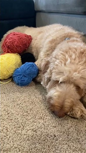 No one is getting past him 😂 #dog #yarn #yarnaholic #trending #funny #goldendoodle