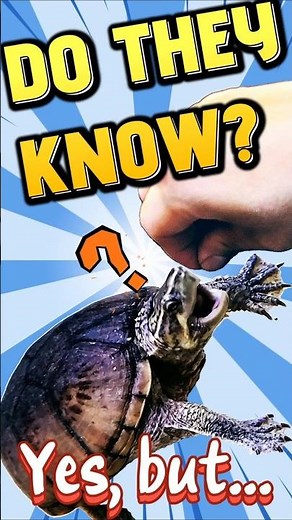 Stinkpot Turtle Personality: Do They Recognize Their Owners?