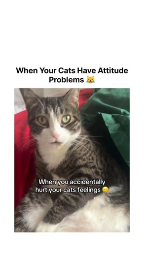 Cats Lovers 💞 on Instagram: "Cats with attitude 😹 . . . #cat #catsofinstagram #funny #attitude #catlover"