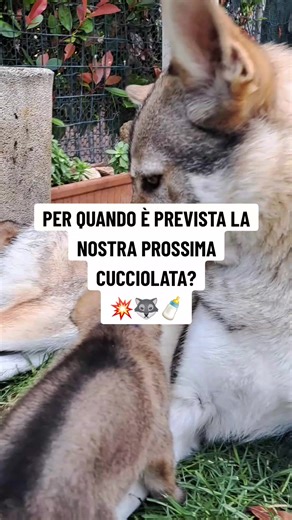 Prossima cucciolata di lupo cecoslovacco: info e attesa