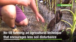 No-till farming advantages and how to do it effectively