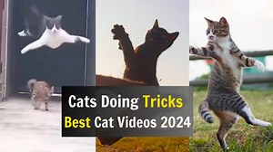 2.3K views · 38 reactions | Watch Amazing Ninja vs Kungfu Cats – Best Cat Videos 2025 for a hilarious and action-packed showdown! These agile cats display incredible reflexes, funny ninja moves, and kung fu stunts that will keep you laughing nonstop. Perfect for cat lovers and anyone who enjoys epic feline battles with a touch of humor and cuteness! | The Best Cat Page | Facebook