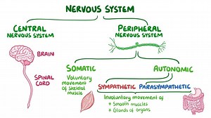 Video: Sympathetic nervous system - Video Explanation! | Osmosis | Osmosis