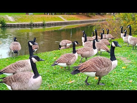 Massive Gathering of Canada Geese by the Canal | Urban Wildlife 4K