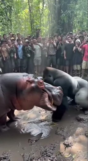 GORILLA vs HIPPO – Insane Real Jungle Fight Caught on Camera!