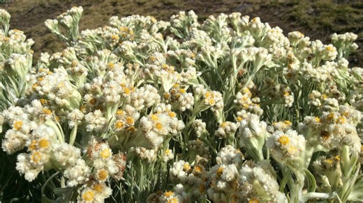 Simak, Ini Alasan Mengapa Bunga Edelweis Disebut Bunga Abadi