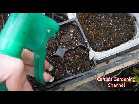 How To Germinate Lemon Grass Seeds, Lemon Grass Seedlings Update