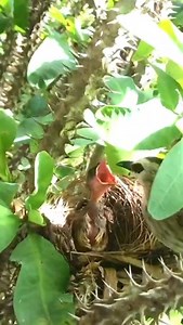 2.2K views · 13 reactions | Young Bird Poop In the Nest When Parents Away! | Baby Bird Bites | Facebook