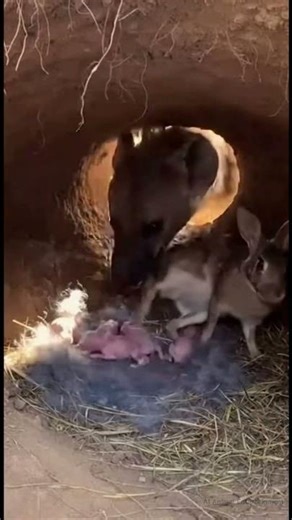 Machine Gun Kicks! 🐰💥 Rabbit vs Hyena (AI Video) #animals #funnyshorts #funnyanimals #shorts