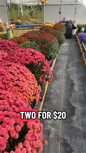 Sale, now through the weekend! I have too many mums for this time of year! The 10” pots that were $11.99, are now 2 for $20 and $10 each after the first 2. Hanging basket mums were $19.99 each, now 2 for $35. Also, there is a great chance this is the last of the mums for the year. I don’t believe I’ll be getting any more (or not many more) in October. We have a bunch right now! Here’s a video showing what we have! | Tiki Hut