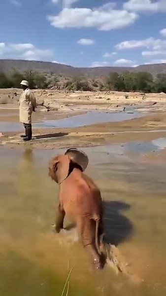As Doldol reminds us, it’s not how you fall — it’s getting back up again that counts! Doldol is the tiniest elephant we have ever rescued. When our team first met her, they couldn’t believe their eyes. She was impossibly small, almost certainly born premature. Her mother must have been disturbed during birth and took off, leaving her baby behind. Doldol’s life could have ended just as it began, but she is a miniature miracle. To learn more about her incredible story, visit: sheldrickwildlifetrus