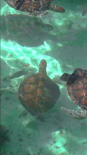 The Calm Beauty of Swimming Sea Turtles 🐢