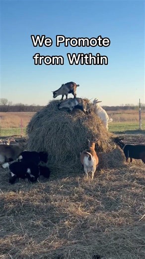 Now Hiring GOAT Interns | Kids on Top a Goat Tower