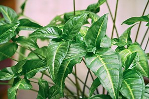 What To Do If My Arrowhead Plant Is Getting Leggy? — Plants & House