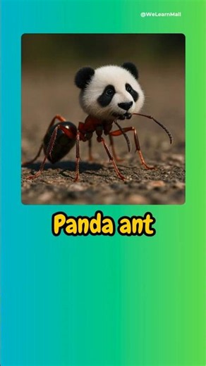 Literal vs Reality English Compound Words | Part 244 #english #learnenglish #vocabulary #literal