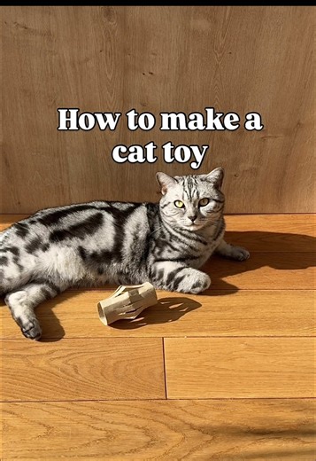 Part 39 of cat enrichment ideas🙀 Follow for more 🐈‍⬛ #diy #follow #catsoftiktok #cats #cattoy
