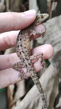Mediterranean House Gecko