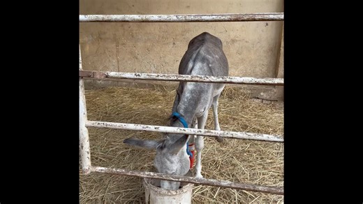 ETA: there were 18 donkeys and 7 horses in this area 😊….A quick spin around our donkey and triage area. How many do you count😁 www.egyptequineaid.org #donkeys #egypt | Egypt Equine Aid