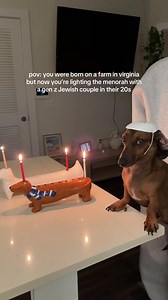 Celebrate Hanukkah with Your Dachshund