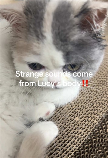 She cries all the time, I really don't know what to do. #cat #cute #catvideo #funny #cuecat