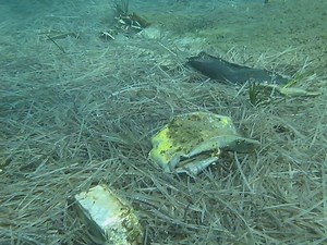 The U.S. Beechcraft King Air A90 RU-21J Ute aircraft wreck of Palaia Fokaia