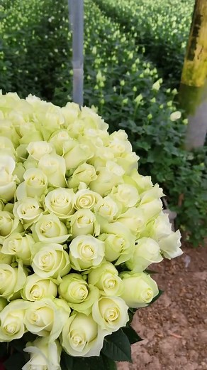 #FlowerWholesale #FloristSupplier #BulkFlowers #WeddingFlowers #FlowerFarm #FlowerMarketDubai #FloristLondon#flower#flowers#flowerexport | Yunnan Flowers