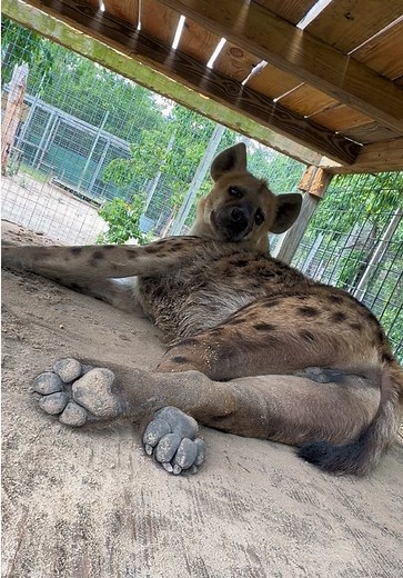 Silly Hyena Girl Jaws: Cute Boops and Loafing Moments