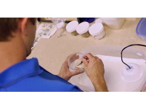 How to Kill Bed Bugs | Pest Control