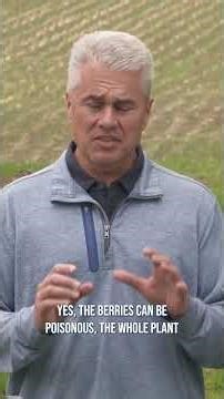 Brian and Darren discuss control options for horsenettle in pasture and crop ground.