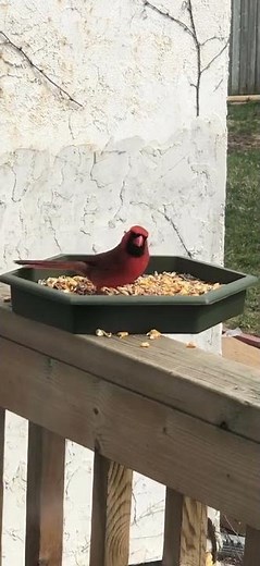 Northern Cardinal Eating Seeds in the Backyard | Beautiful Red Bird Close-Up