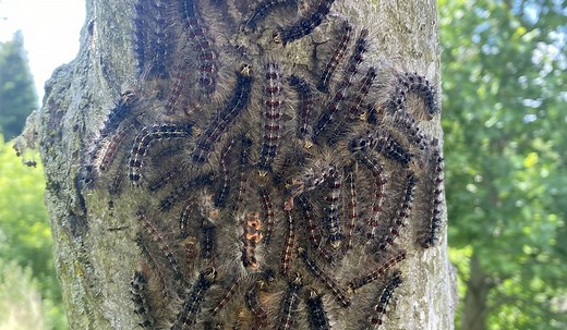 Spongy Moths and Controlling Populations - Hamilton Conservation Authority