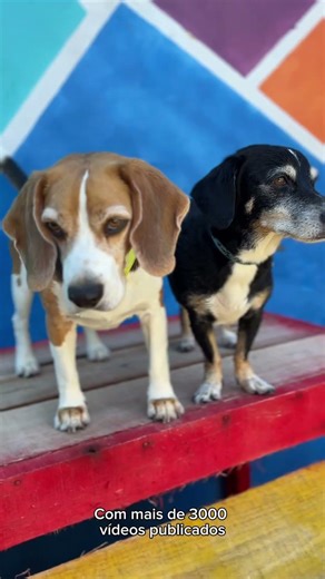 Hello Novo Hamburgo and surrounding area, this year we celebrate our 1st anniversary at House.