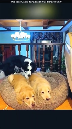 Dogs' Inseparable Bond! 🐶❤️ #shortsvideo