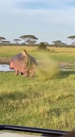 Hippo Defense Sends Cheetah Flying