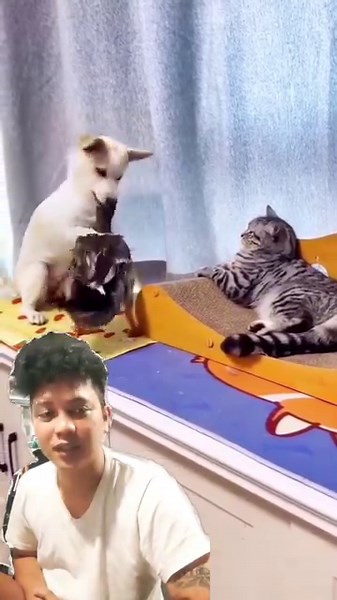 26K views · 118 reactions | Wonder pets na Ropa | Colli Gangsta Paradise TV | Facebook