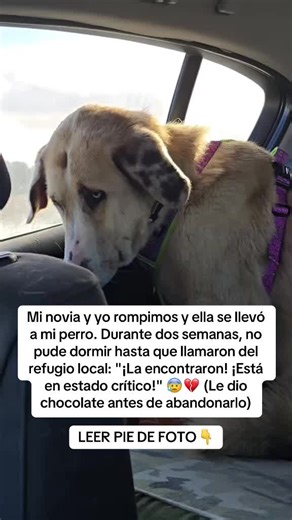 Tragedia de un perro: La peligrosa toxicidad del chocolate